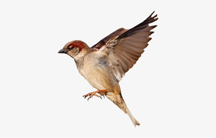 House Sparrow White Background, transparent png