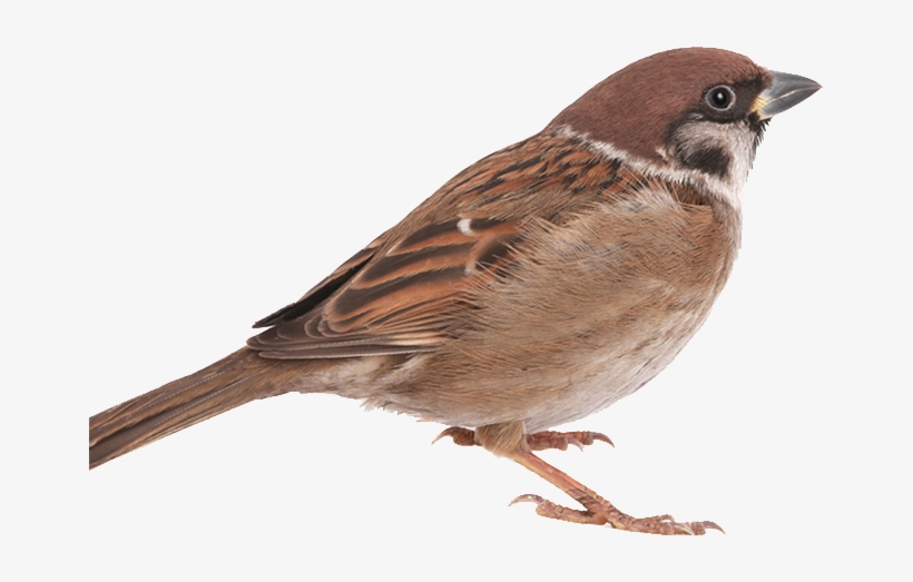 Types Of Sparrows - Sparrow Png, transparent png
