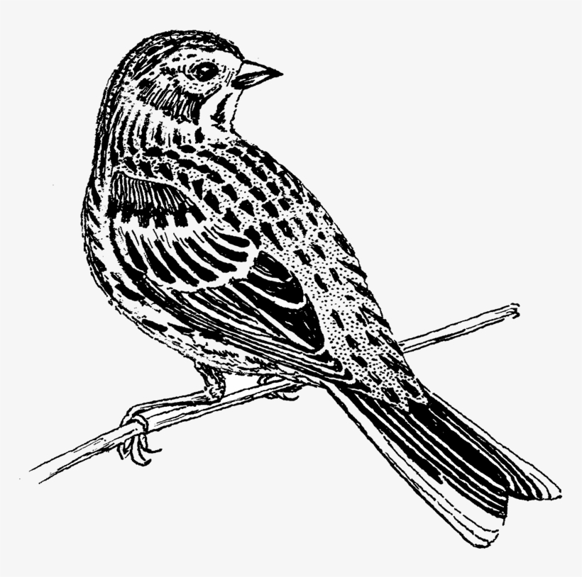 Vesper Sparrow Png Image - Emberizidae, transparent png