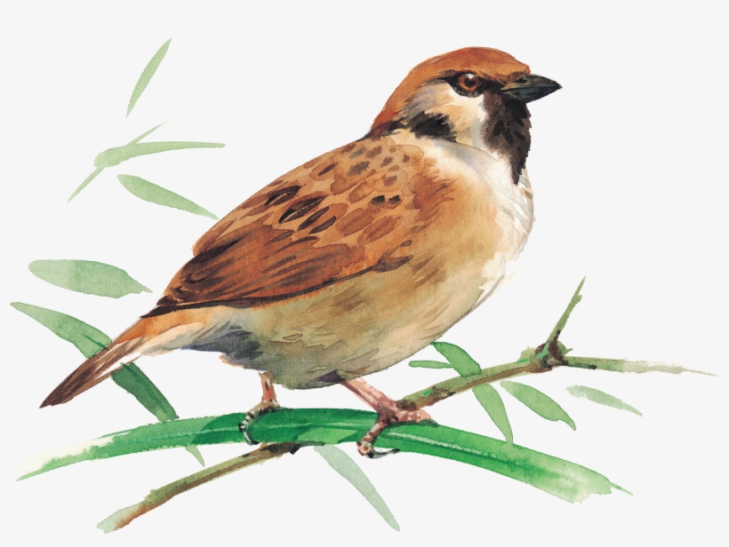 Sparrow Png Picture Clipart - Четвертый Лишний Зимующие Птицы, transparent png