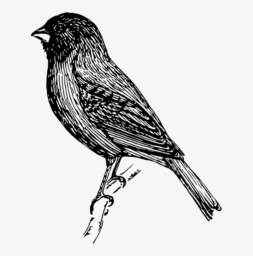 Finch Clipart Sparrow - Goldfinch, transparent png