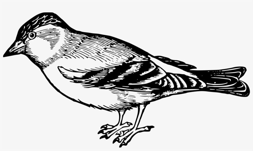 Big Image - Black And White Clipart Of Bird, transparent png