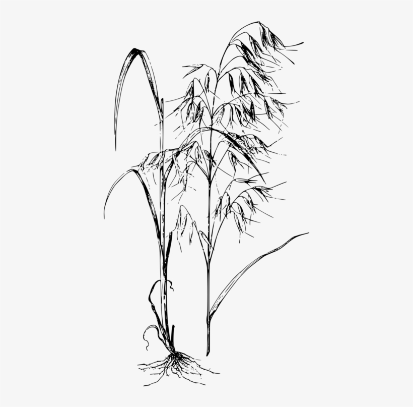 Clip Art Black And White Common Wild Oat Cereal Avena - Oat, transparent png