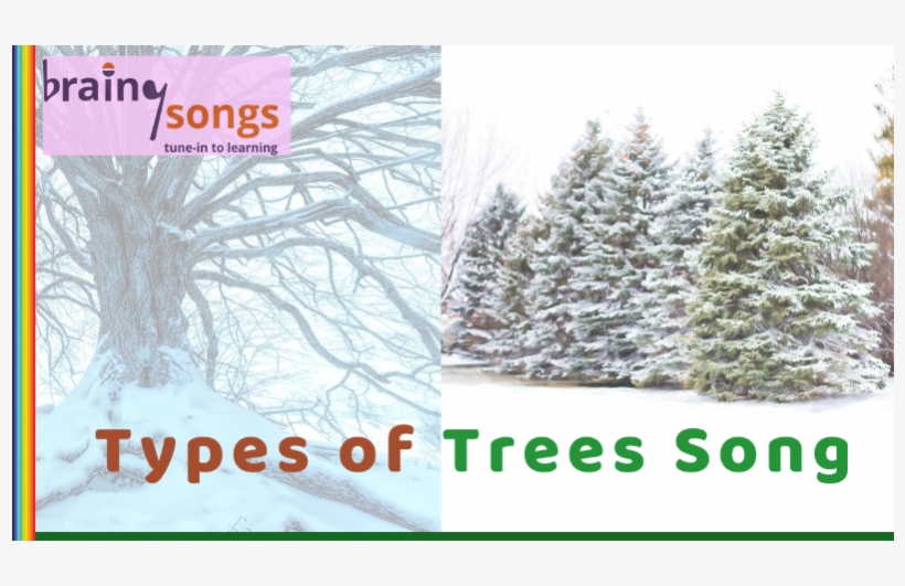 Types Of Trees For Year 1 By Jrdb - 凡 勞苦 擔 重擔 的 人, transparent png