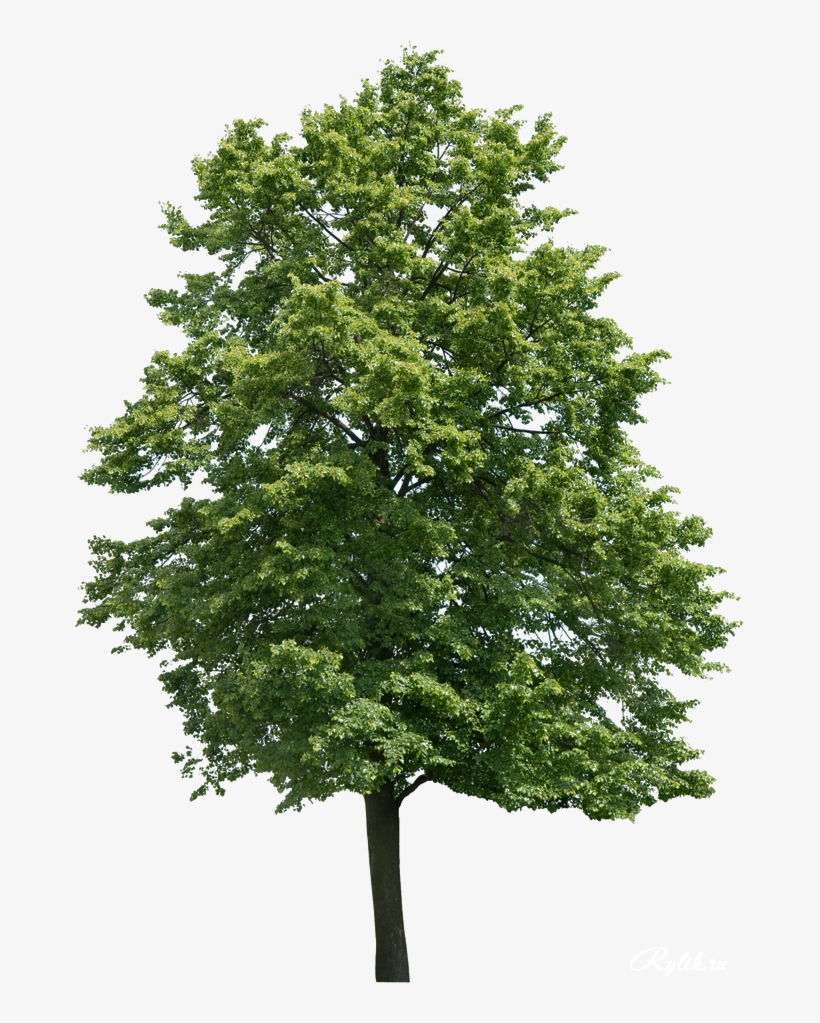 Landscape Materials, Landscape Elements, Architecture - Walnut Tree Png, transparent png