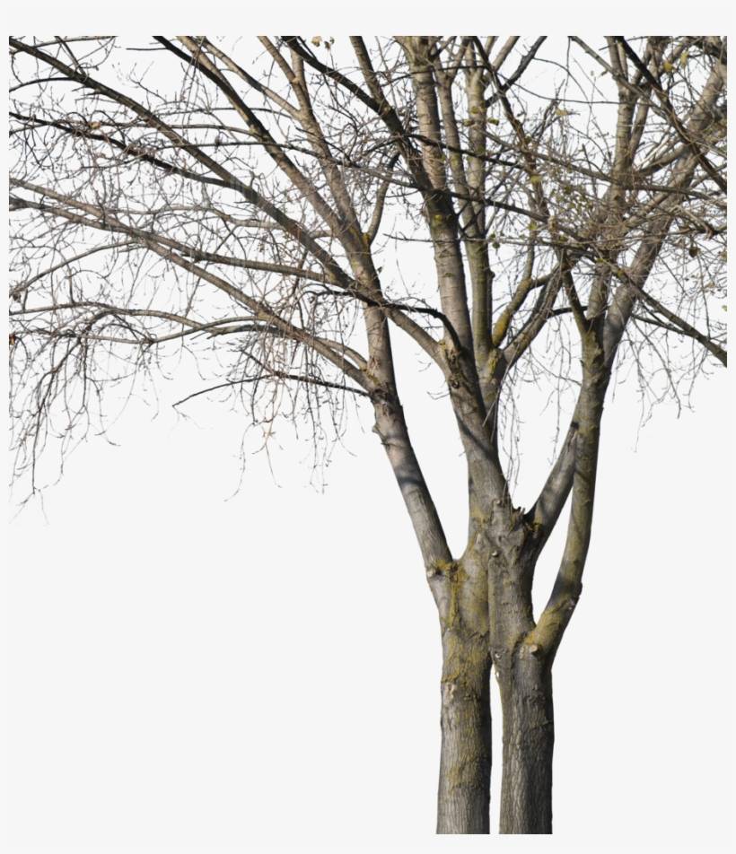 Deciduous Trees Group Winter Ii - Wood, transparent png