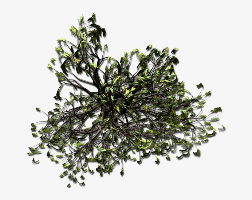 Weepingwillow Aa1 - Herbaceous Plant, transparent png