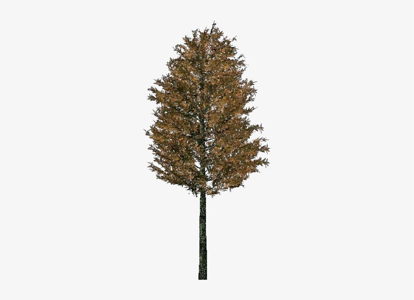 Red Pine, transparent png