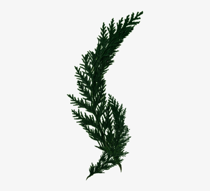 Cypress - Grass, transparent png