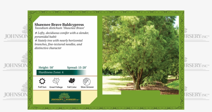 Shawnee Brave Baldcypress Taxodium Distichum Mickelson - Taxodium Distichum Mickelson, transparent png