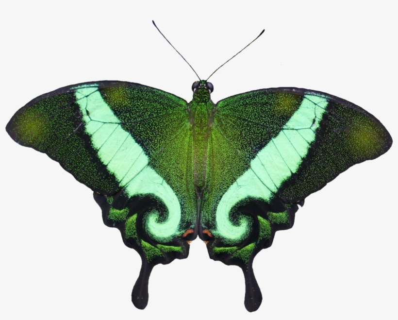 Butterfly Eastern Tiger Swallowtail Insect Papilio - Papilio Machaon, transparent png