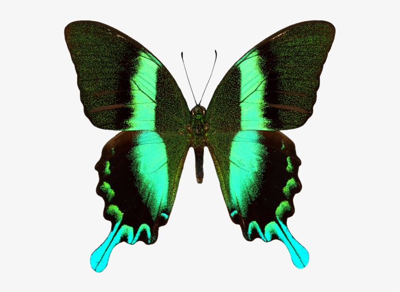Butterfly - Papilio Blumei, transparent png