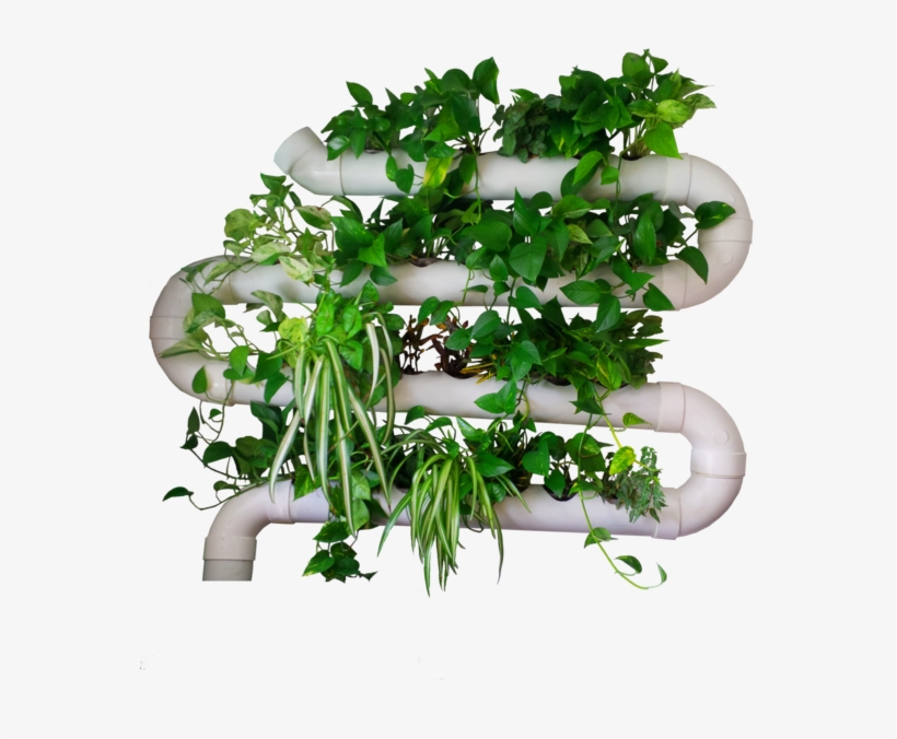 1 800 620 - Jasmine, transparent png