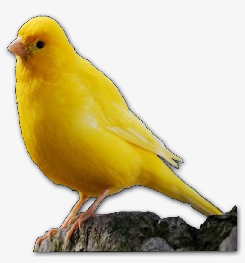 ¿quieres Hacer Algunas Preguntas Sobre Aves - Canary, transparent png