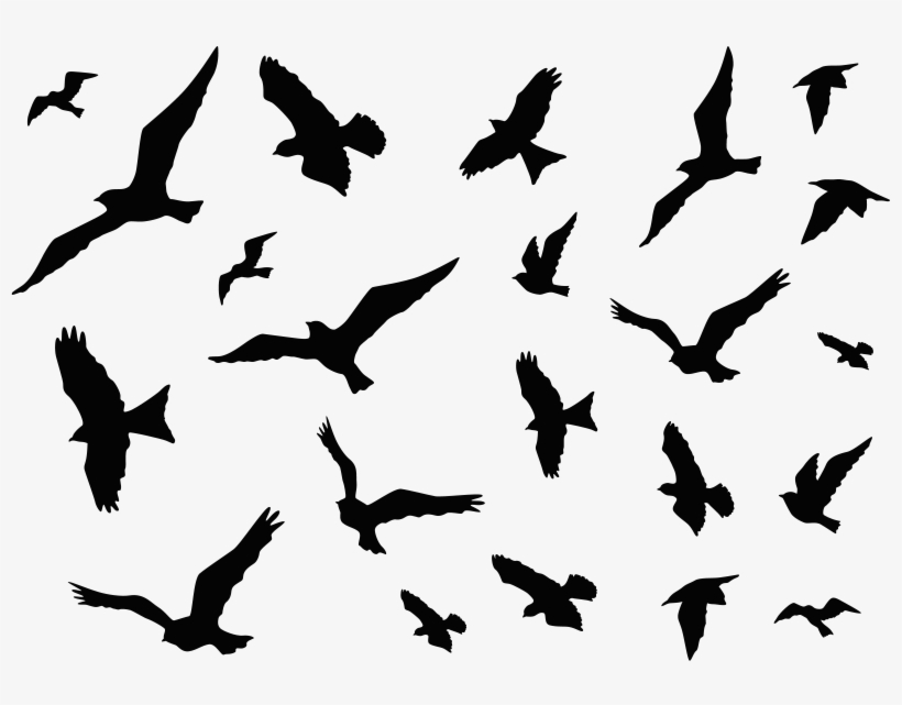 Vinilos Decorativos Stickers Pájaros - Flock, transparent png