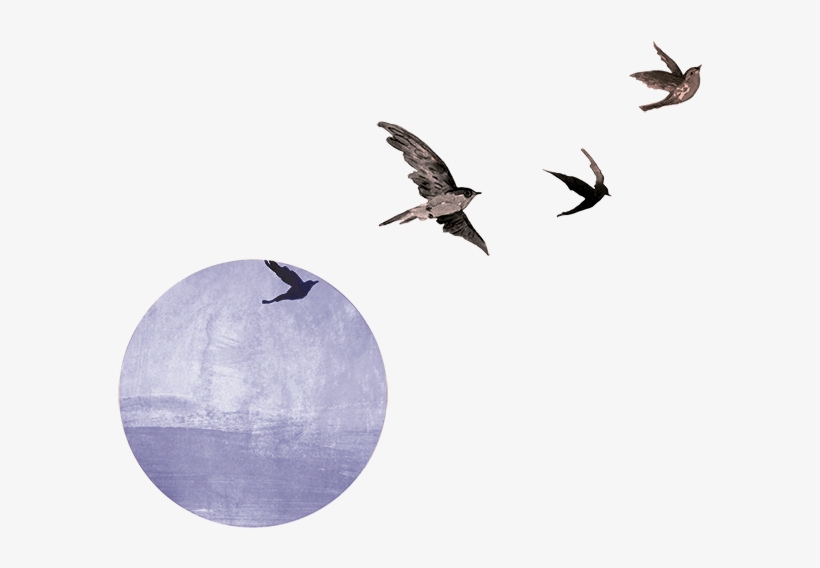 Entradas Recientes - Flock, transparent png