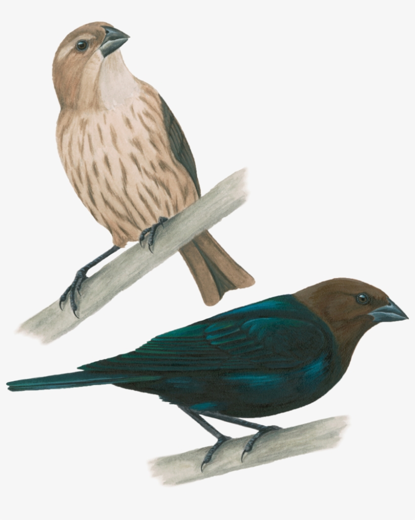 Vaquero De Cabeza Café - El Plumaje De La Golondrina Y El Cuervo, transparent png