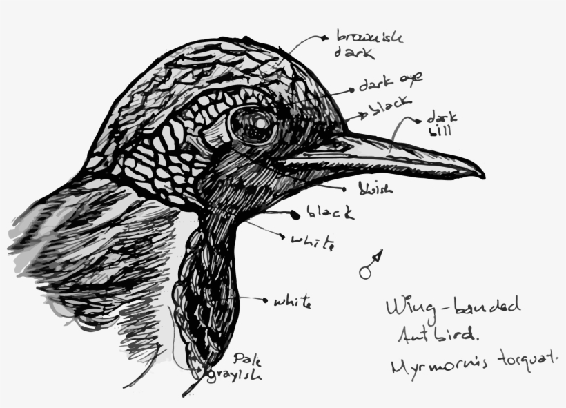 La Amenaza Para Las Aves De América Latina - Sketch, transparent png