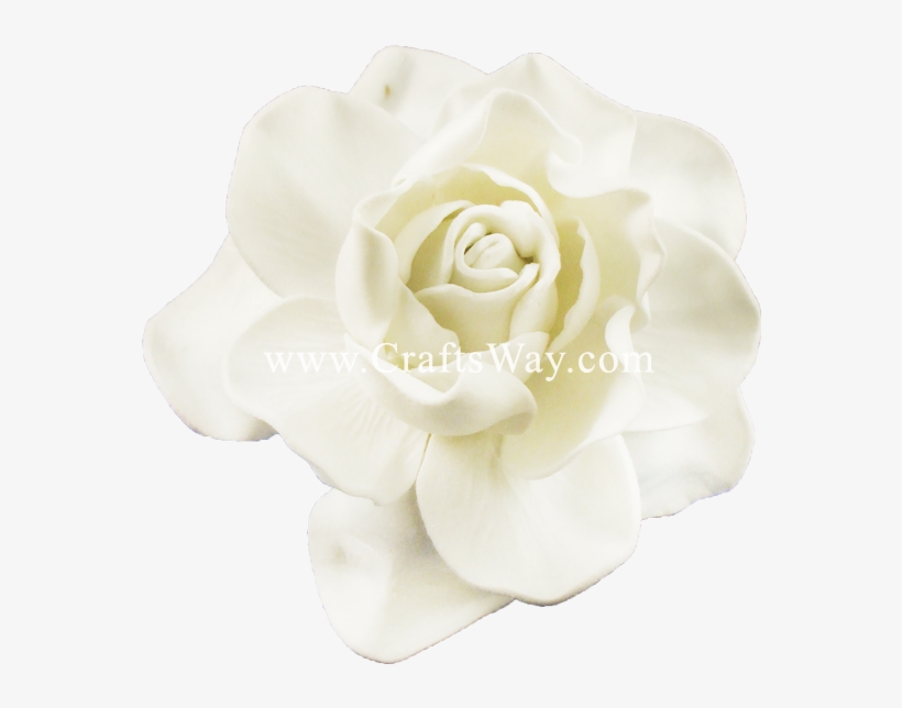 Fsh606 Gardenia Type E - Garden Roses, transparent png