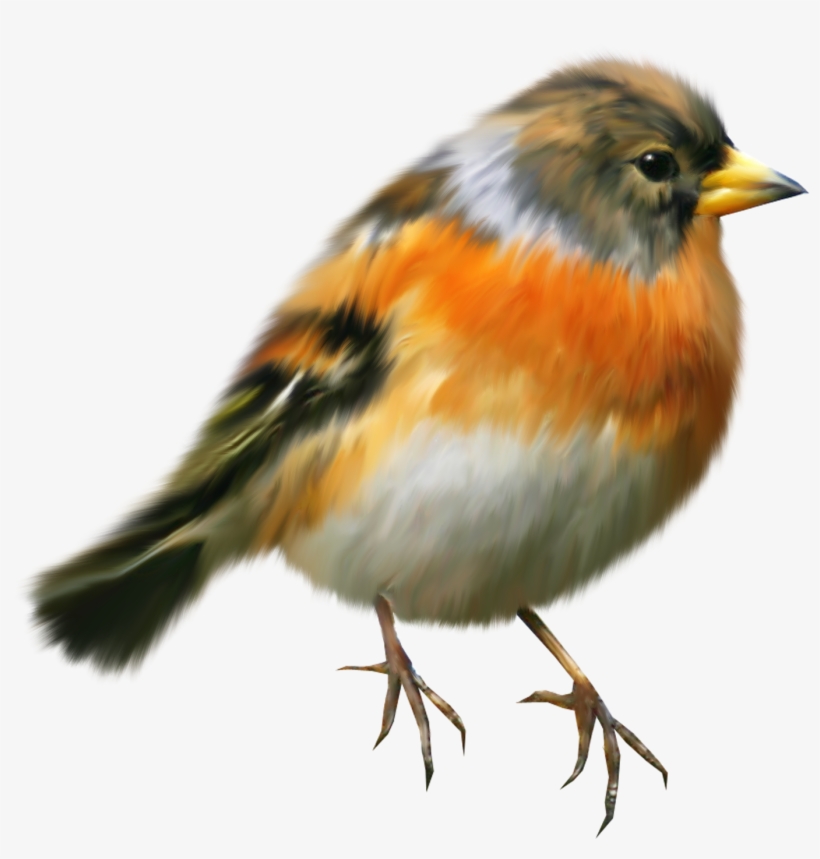 Aves Png - Tubes Oiseau En Png, transparent png