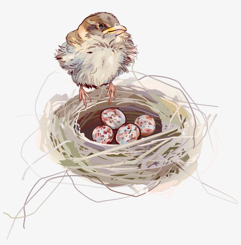 Nest Background - Nido Con Pajaritos Png, transparent png