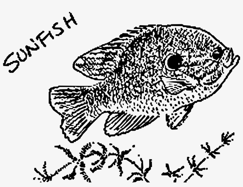 1702 X 1225 5 - Coral Reef Fish, transparent png