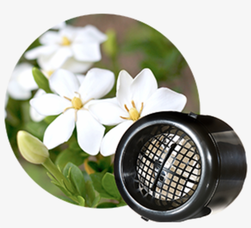 Gardenias - Gardenia, transparent png