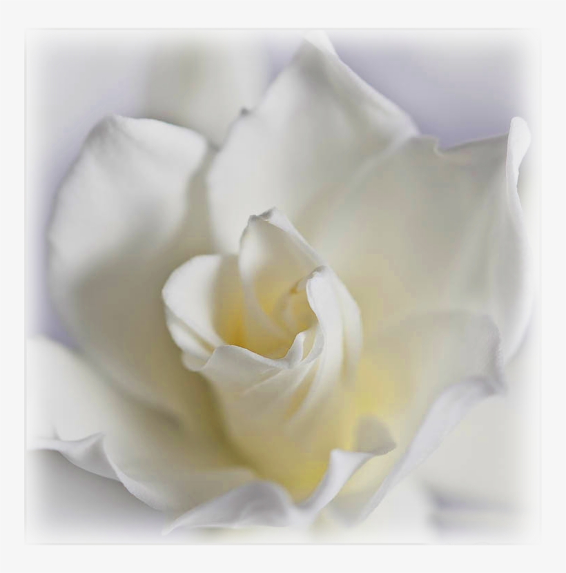 Wild Things Grow - Garden Roses, transparent png