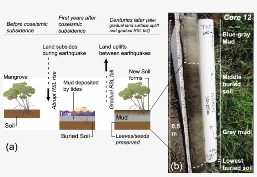 Schematic Depiction Of The Coseismic Subsidence Of - Rhizophora Mangle, transparent png