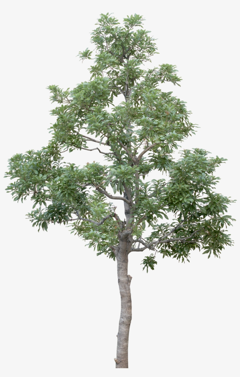 #tree #branches #leaves #palm Tree #autumn Tree #tree - Transparent Background Tree Png, transparent png