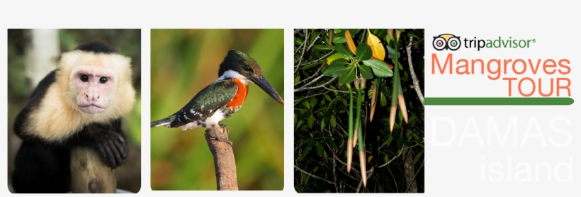 Mangle Rojo Rhizophora Mangle, transparent png