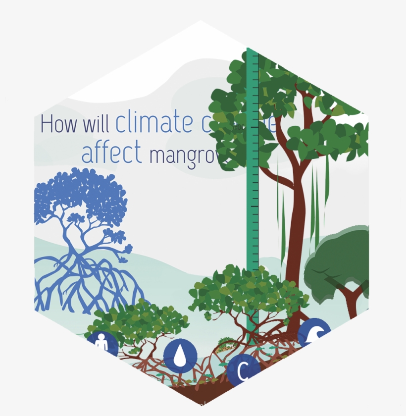 Mangroves - Tree, transparent png