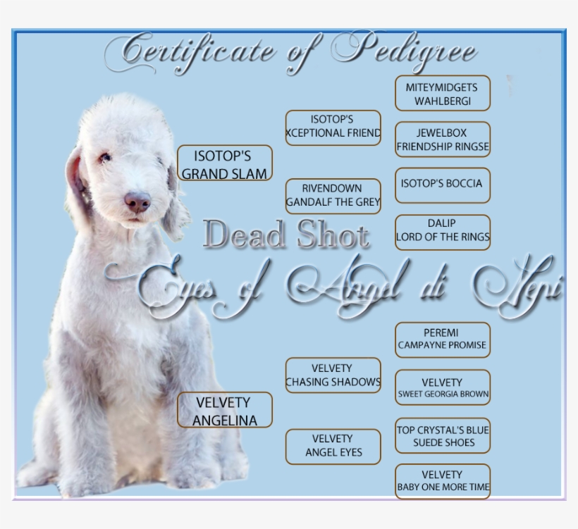 Available - Goldendoodle, transparent png