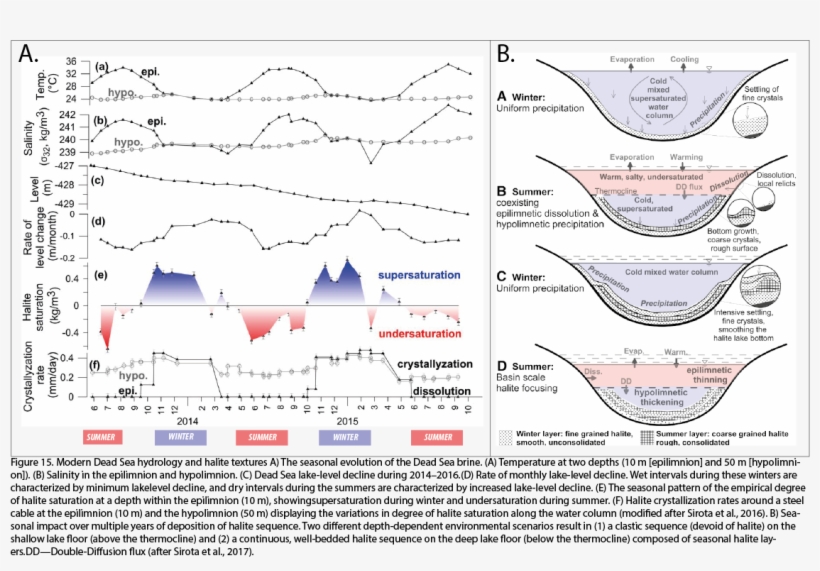 While Mg2 , Whose Salts Are More Soluble, Is Further - Diagram, transparent png