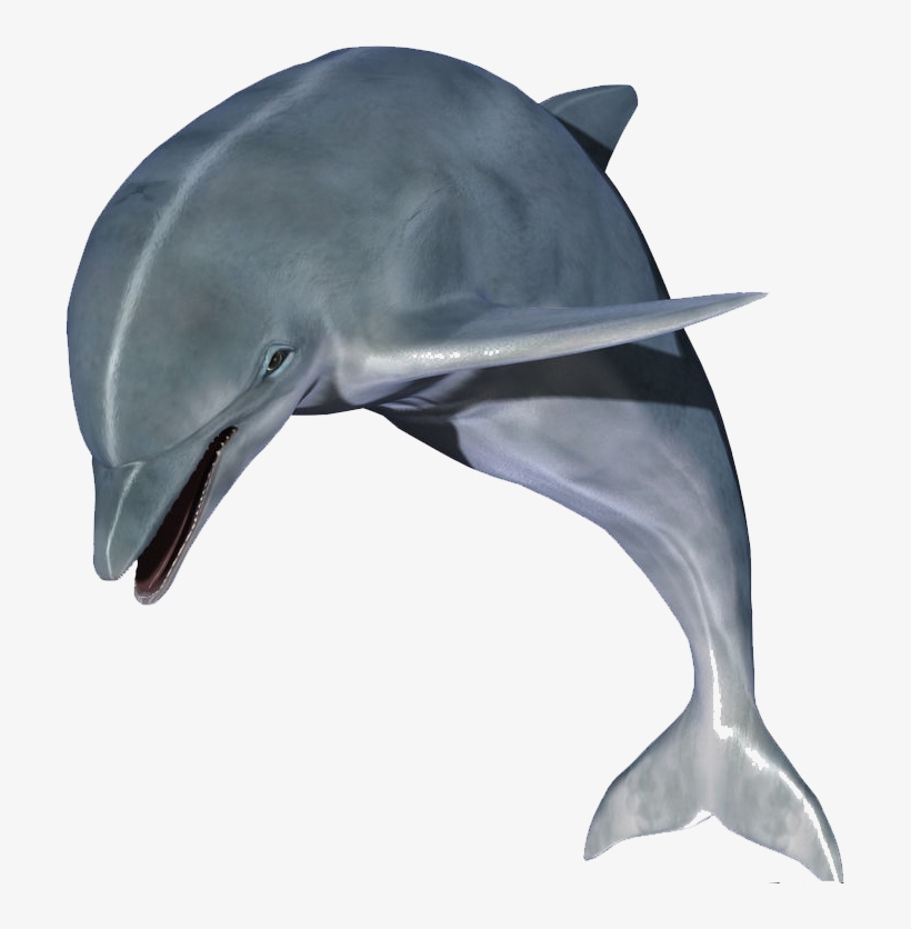 Jumping Dolphin Image - Dolphin Images Hd, transparent png