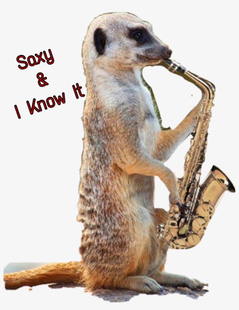Report Abuse - Funny Meerkat, transparent png
