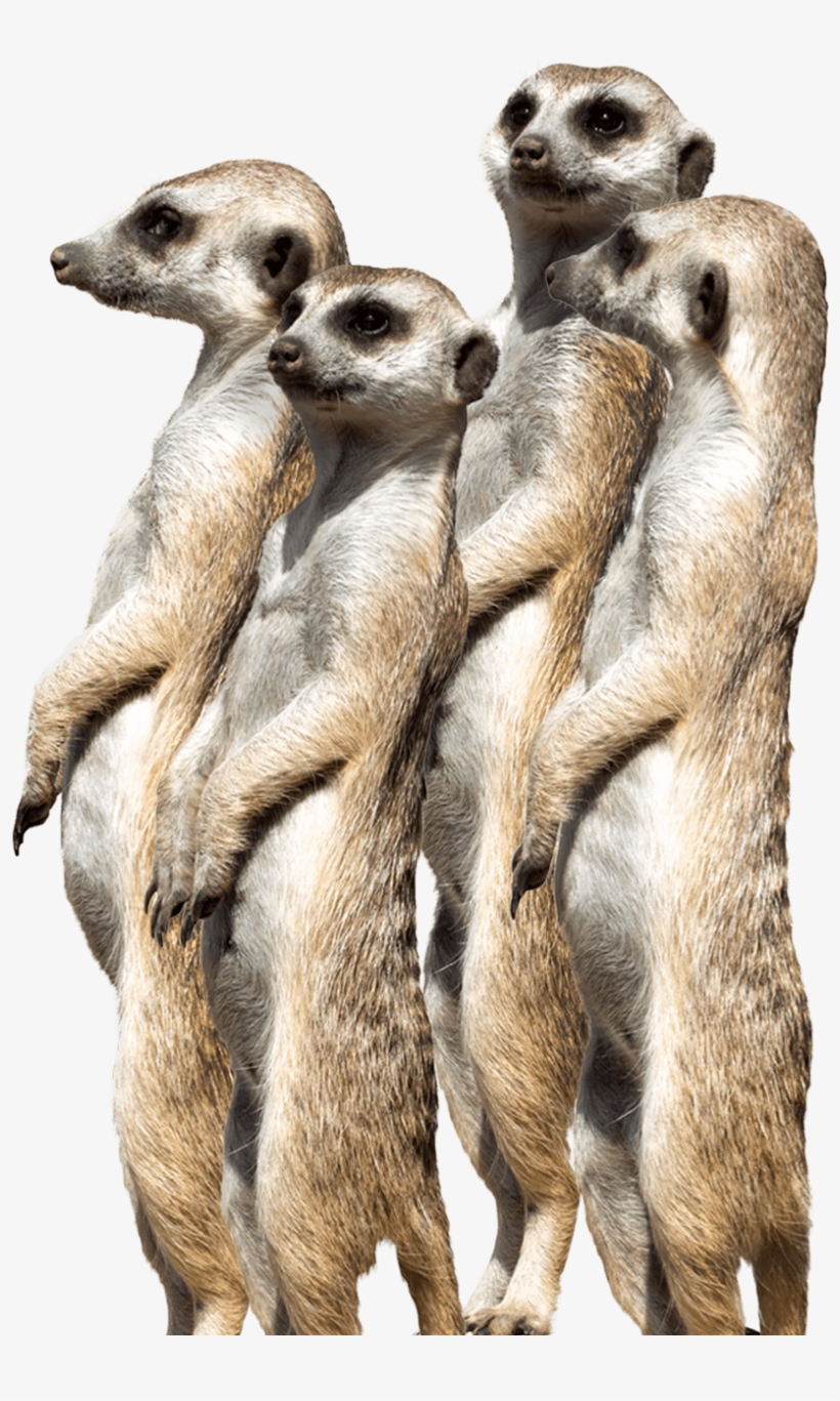 Meerkat, transparent png