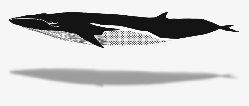Whaletrips Homepage All About Watching Finbacks - Humpback Whale, transparent png