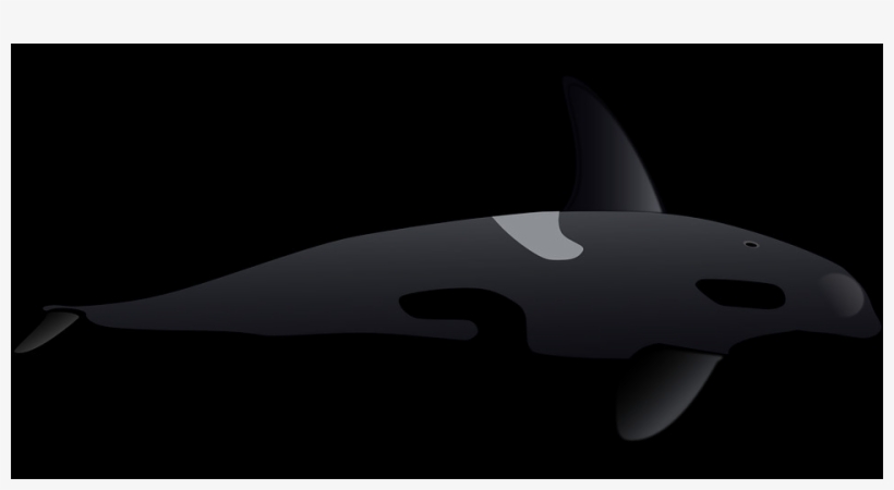 Whale Free Transparent Cutouts - Shark, transparent png