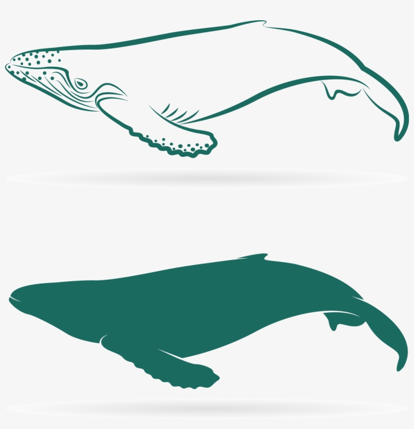 Graphic Download Sperm Whale Baleen Lovely Transprent - Whales, transparent png