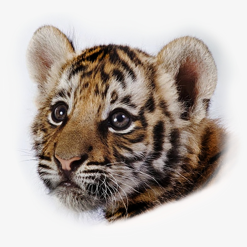 Blountstown Elementary School 4000x3802 PNG Download PNGkit