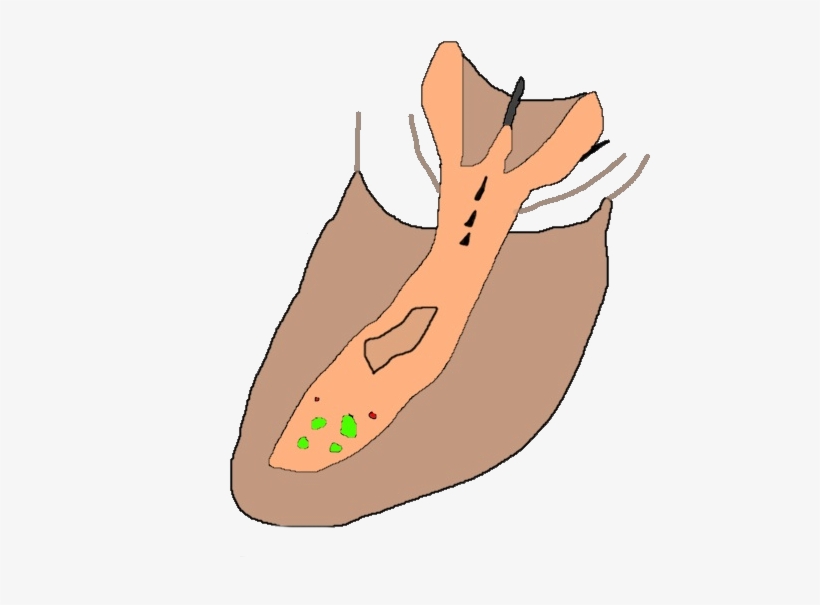 Pork Ray Conceptfauna - Illustration, transparent png