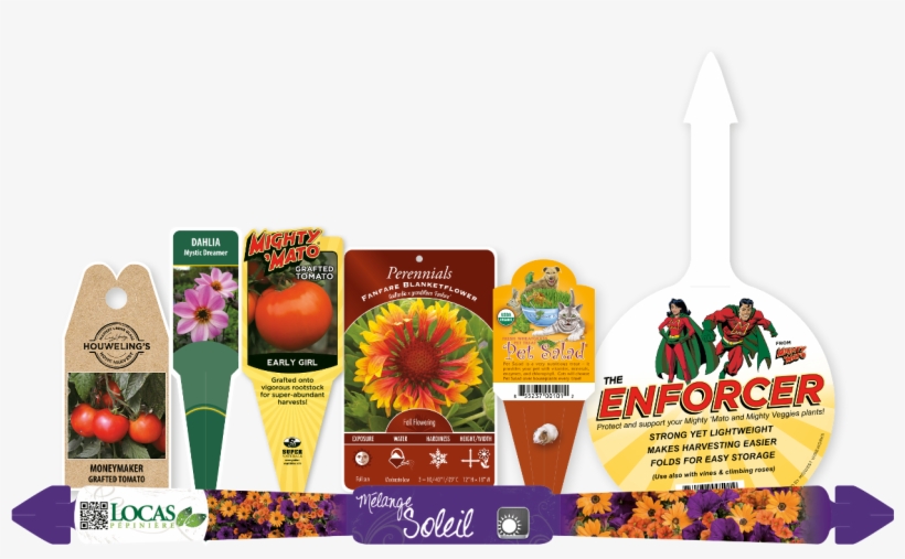 Macore Has Many Shapes Available To Put Your Existing - Common Zinnia, transparent png