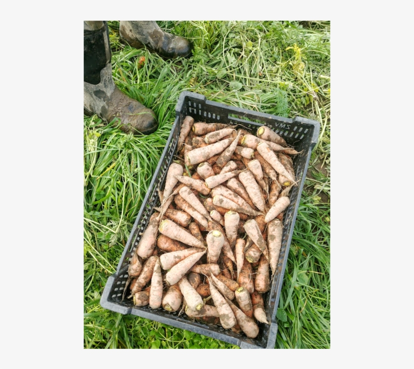 Rcr Crate Mud - Grass, transparent png