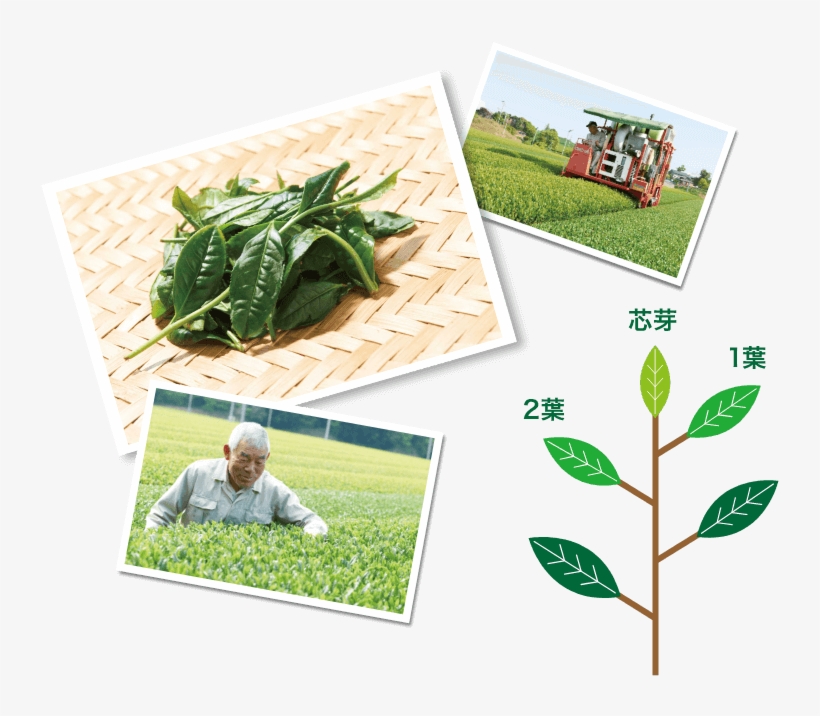 Grow Teasお茶を作る - Plantation, transparent png