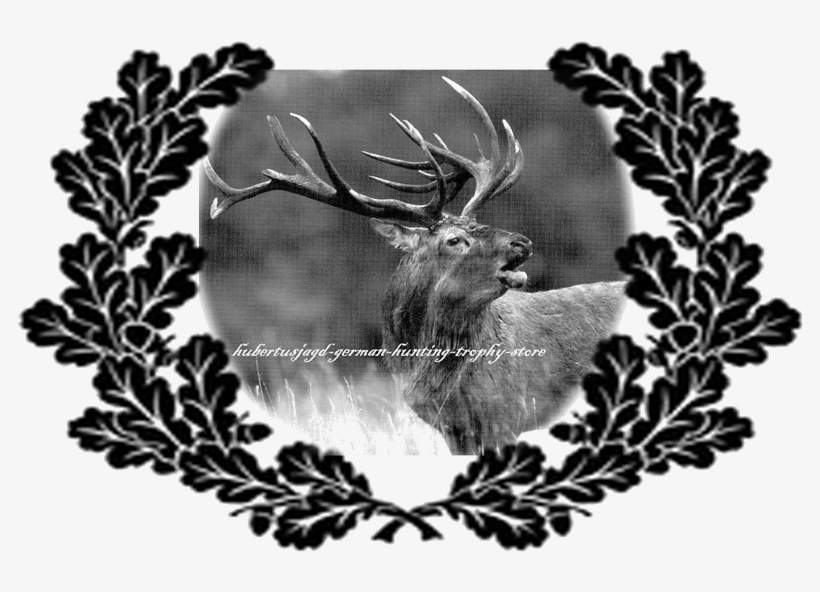 Image1 - Elk, transparent png