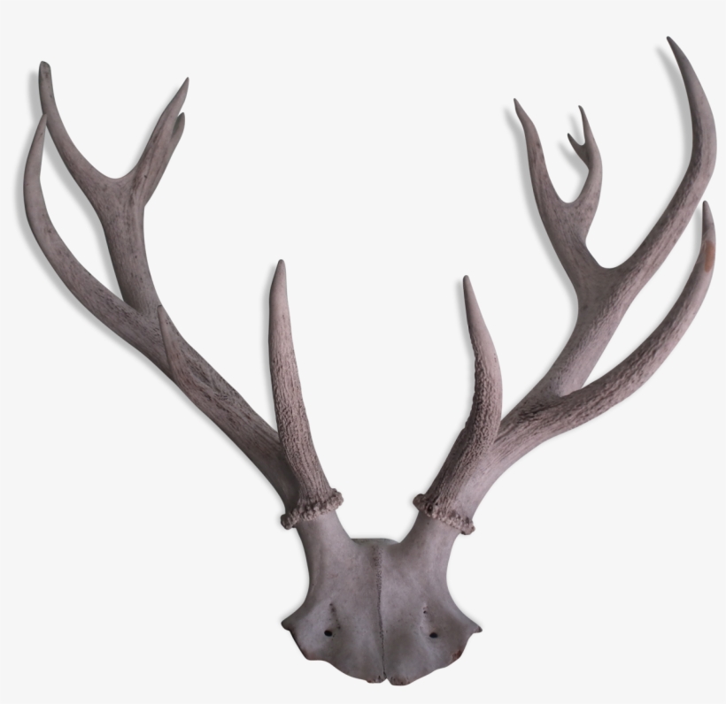 Reindeer, transparent png