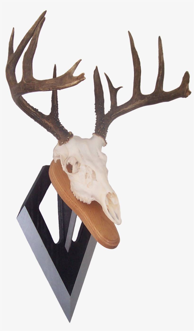 Bowhunter Bowhunting, Antlers, Longbow, Horns, Archery - Reindeer, transparent png