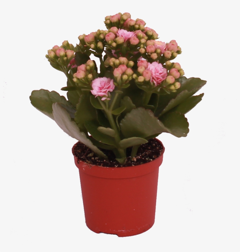 Don Alano - Flowerpot, transparent png