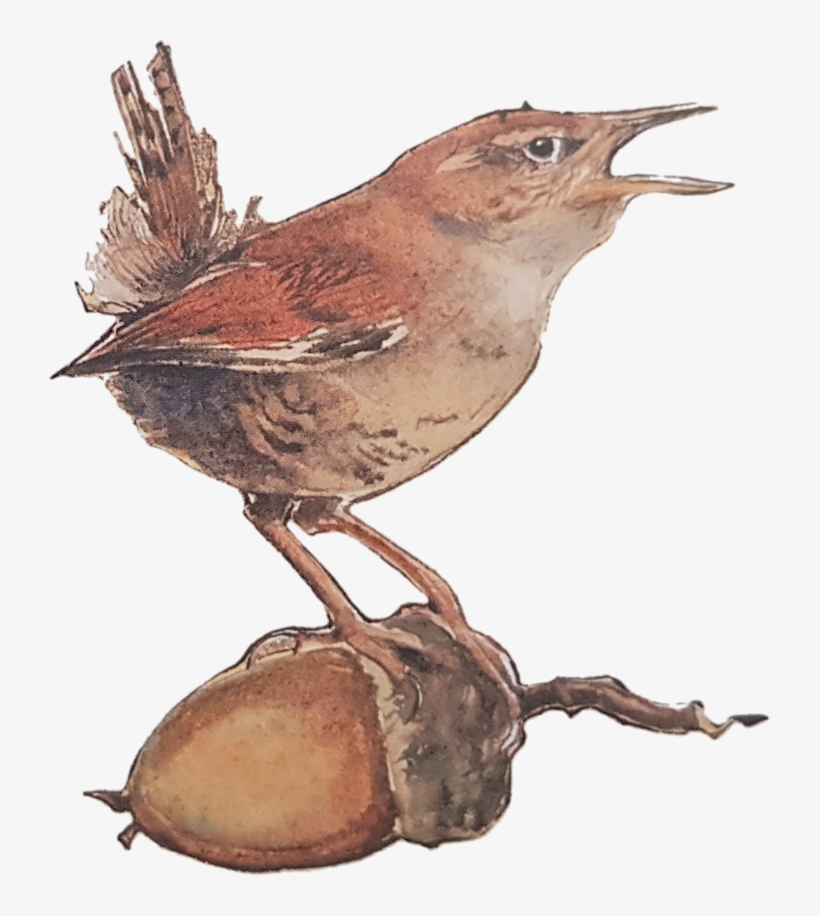 Jackie Morris Explains How The Idea For This Book Came - Carolina Wren, transparent png